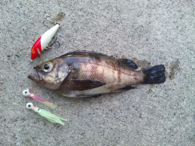 メバルとシーバス メバルのカブラ自作 シーバス電脳日誌 ロードバイクでサイクリングも