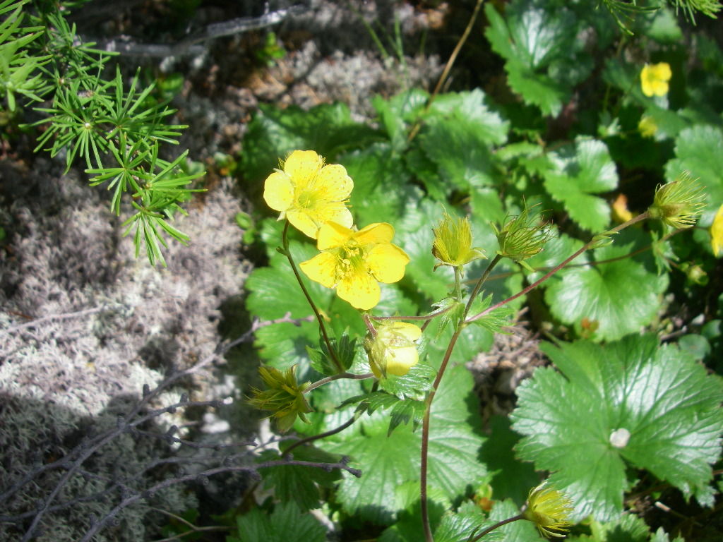 烏帽子岳 野口五郎岳の高山植物 1 5 シーバス電脳日誌 ロードバイクでサイクリングも 烏帽子岳 野口五郎岳の高山植物 1 5 シーバス電脳日誌 ロードバイクでサイクリングも