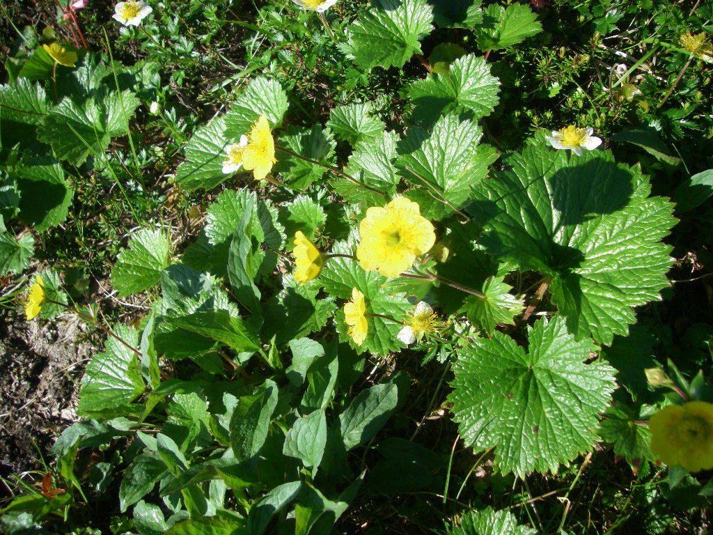 烏帽子岳 野口五郎岳の高山植物 4 5 シーバス電脳日誌 ロードバイクでサイクリングも 烏帽子岳 野口五郎岳の高山植物 4 5 シーバス電脳日誌 ロードバイクでサイクリングも