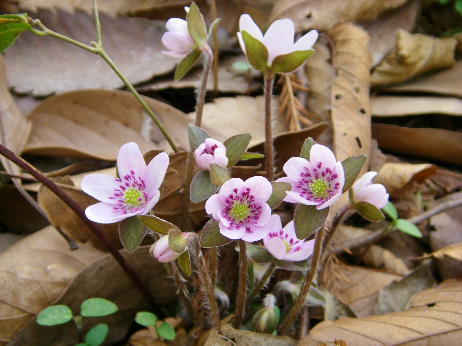 雪割草 オオミスミソウ シーバス電脳日誌 ロードバイクでサイクリングも
