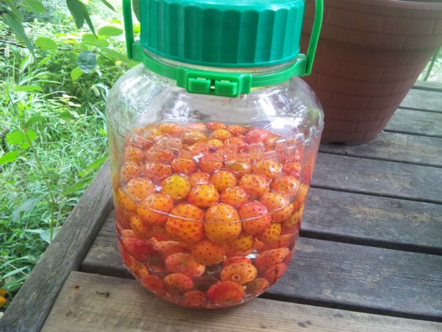 ヤマボウシの実で果実酒とジャムを作る シーバス電脳日誌 ロードバイクでサイクリングも