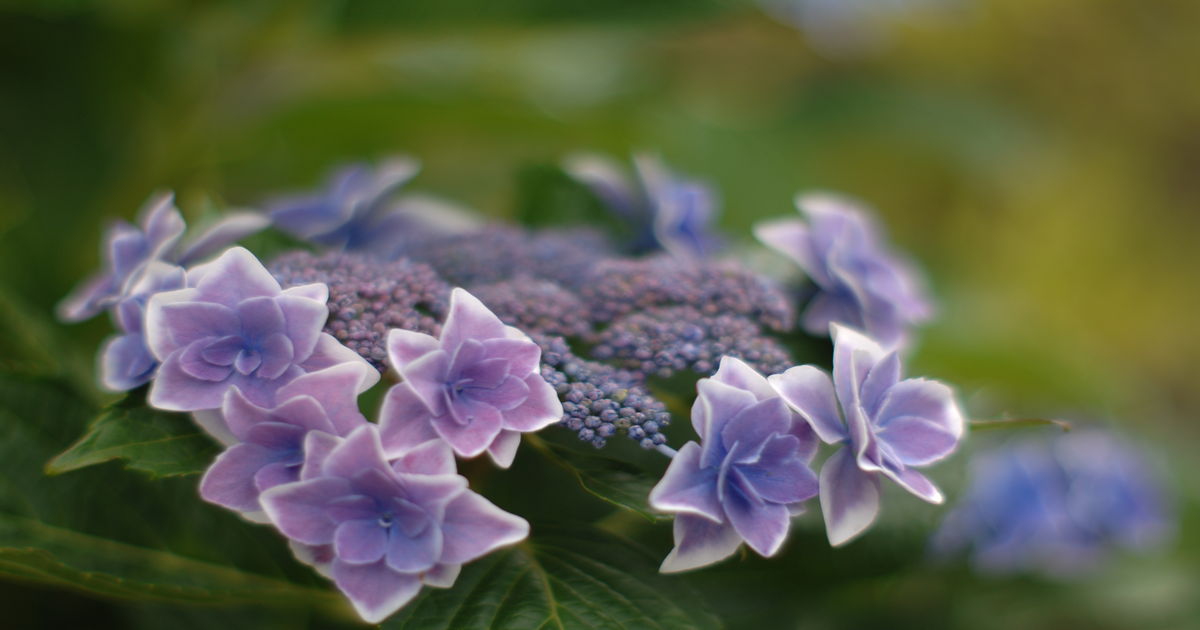 車（自動車＆自転車＆バイク）に関するWebメディア