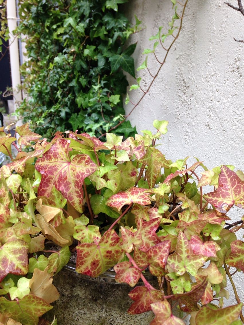 紅葉だよね アイビー枯れないで 高松市美容室kokomo ココモ キーコのblog