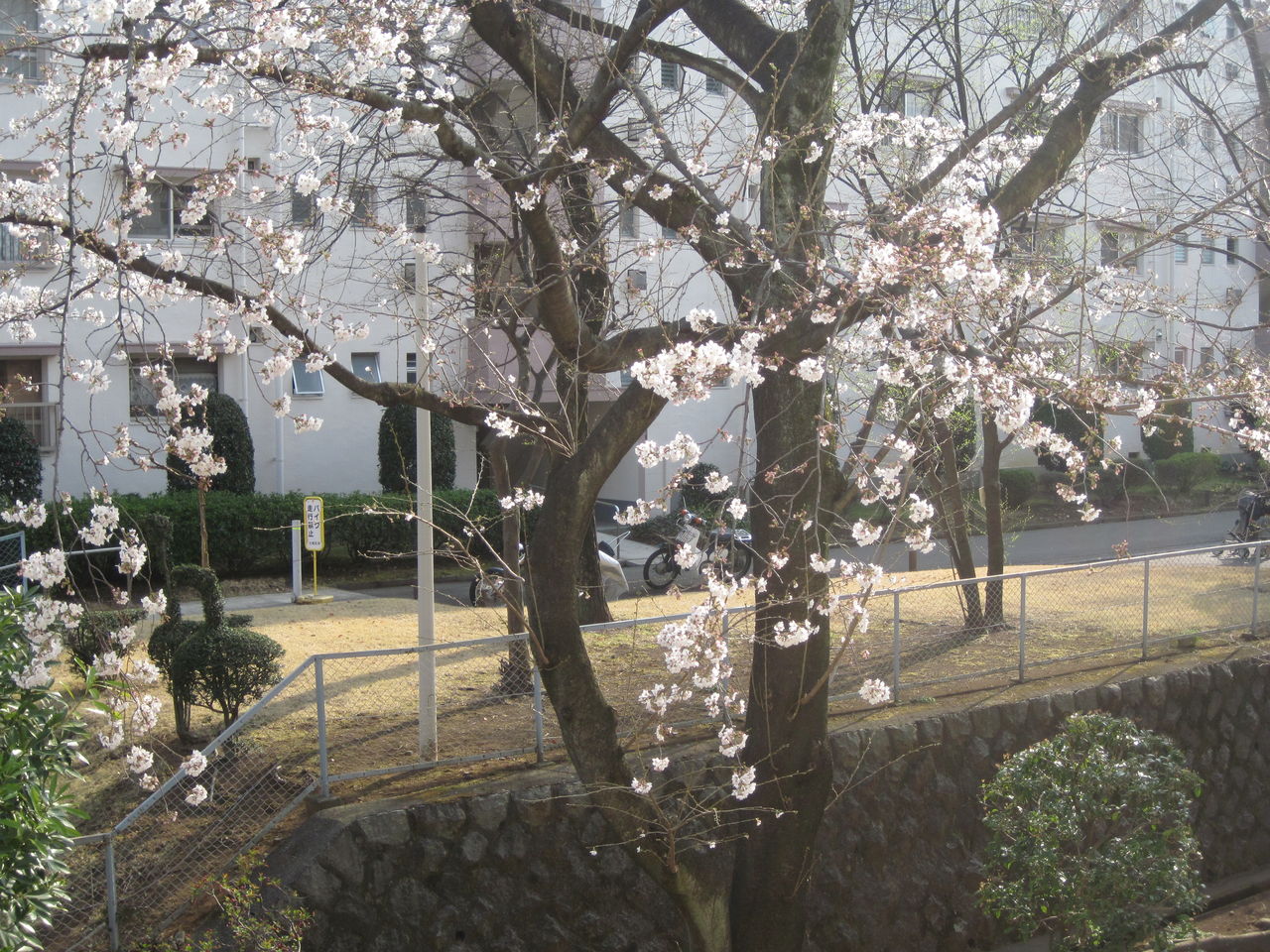 桜 001