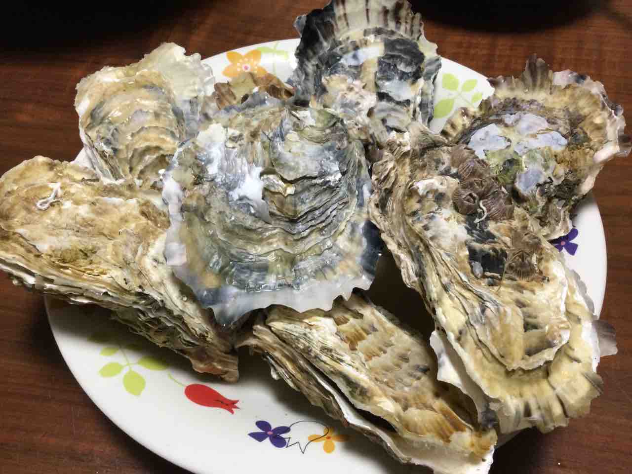 お魚料理 東海ソルトルアー研究所 ほぼオフショア研究所