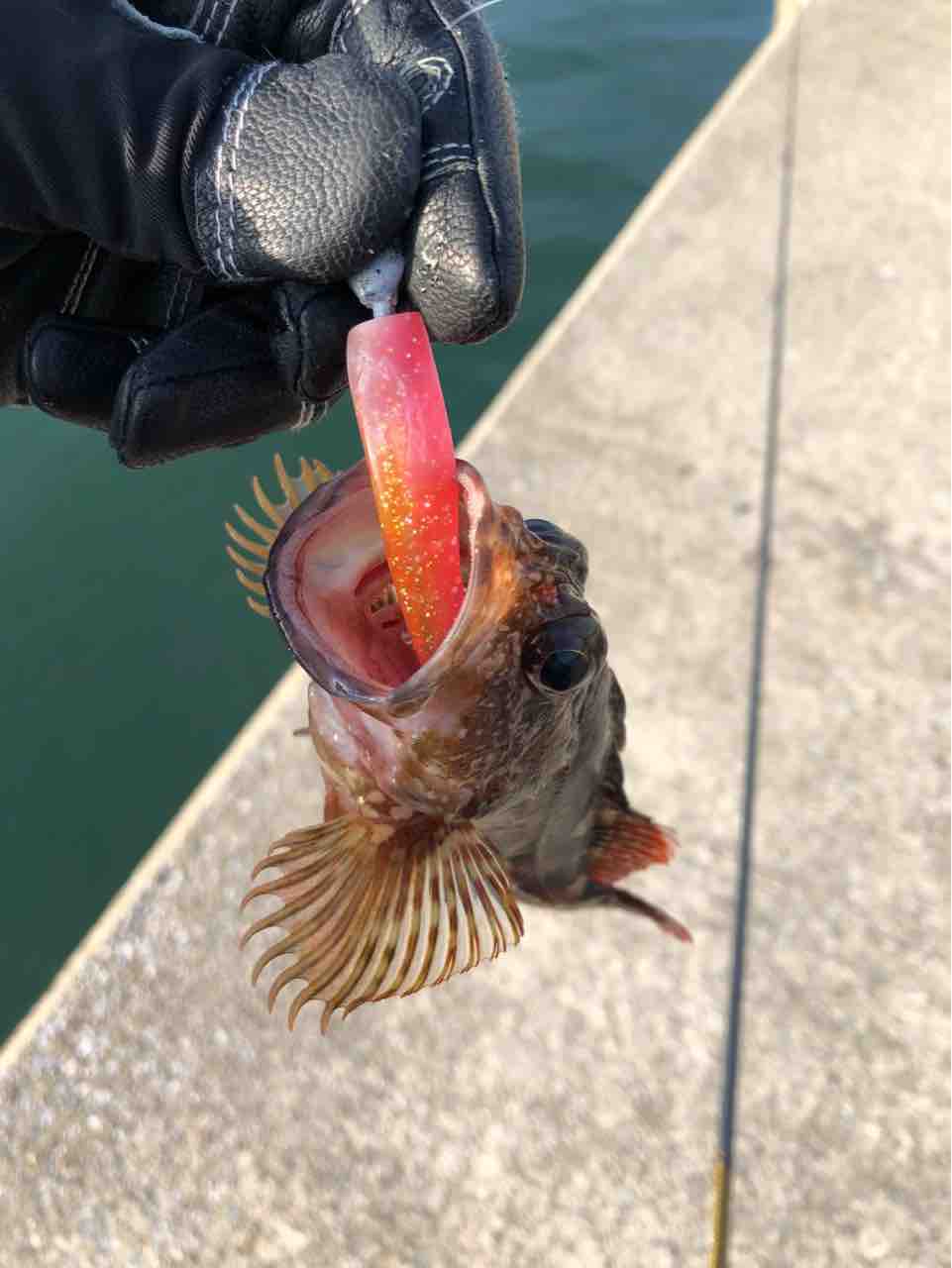 沖堤 東海ソルトルアー研究所 ほぼオフショア研究所