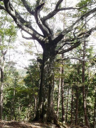 蕎麦粒山20131008 009