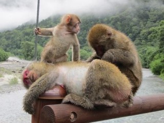 サルの家族