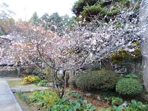 65番三角寺（季節桜）