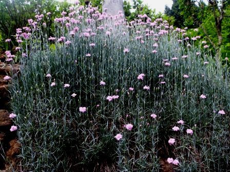 三頭山20150520 035