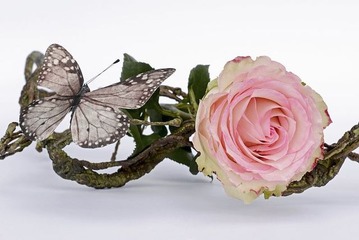 薔薇と蝶