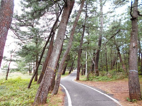 28番への道（琴ヶ浜）