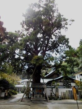 第2番極楽寺長命杉