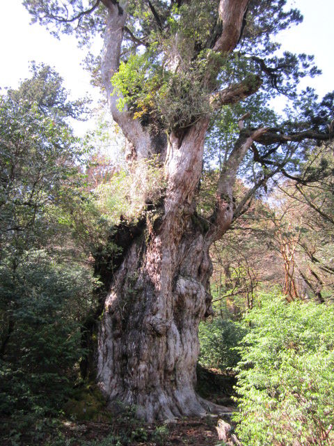 2012年3月屋久島&九州旅行 004