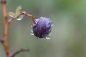 雨の植物