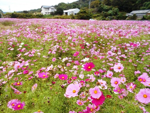 ３９番への道（コスモス畑）