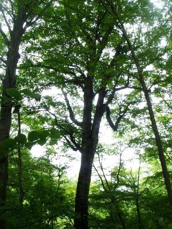 三頭山20150520 020