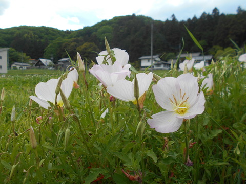 DSCN8304