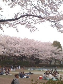そめいよしの