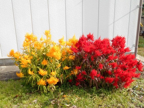 霊山参り（赤と黄色の花）
