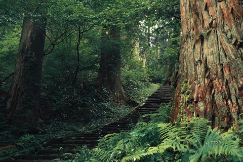 cedar-trees-8566828_1280