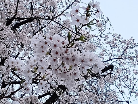 IMG_20240407_175423~2