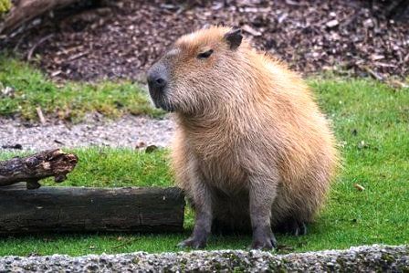 capybara-1732020__340
