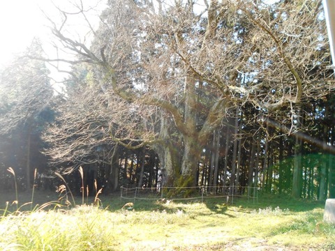 仙龍寺への道２（馬場の桜）