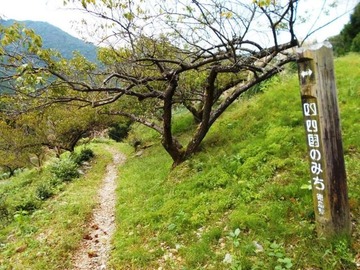 焼山寺近くの道