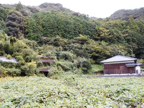 ３９番への道（鬱蒼としたへんろみち）