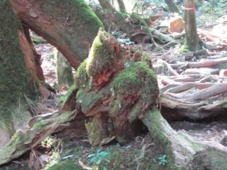 ２０１２年３月屋久島＆九州旅行 030