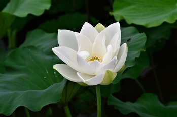 lotus-3031400_1280