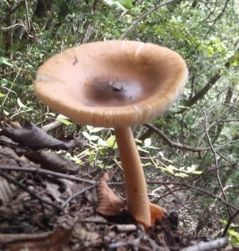 蕎麦粒山20131008 004