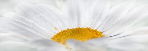 菊