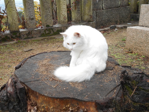 琴弾八幡宮の白猫