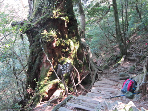 ２０１２年３月屋久島＆九州旅行 031