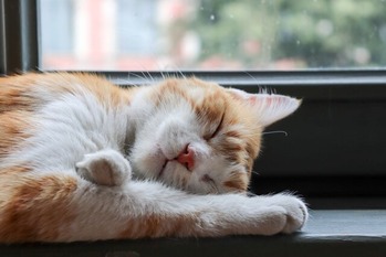 fayclon-cat-4381455_1920