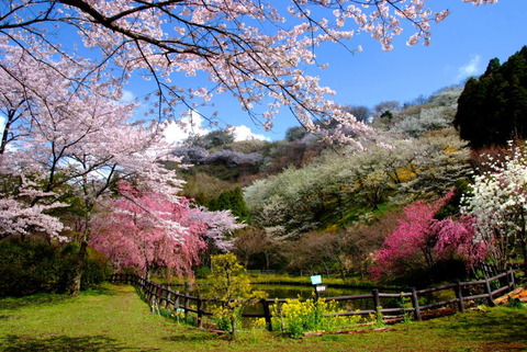 最明寺の桜