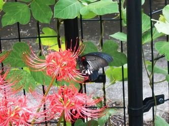 クロアゲハと彼岸花