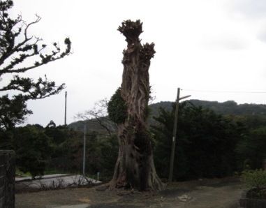 2012年3月屋久島&九州旅行 043