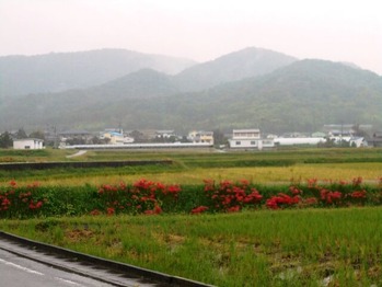 １１番への道（マンジュシャゲ）