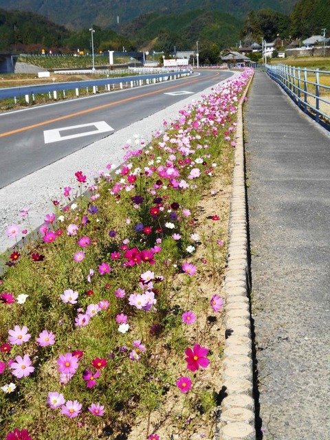 ４２番への道（コスモス街道）