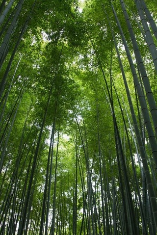 竹林
