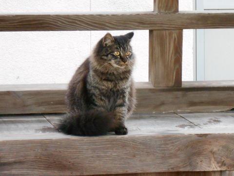 琴弾八幡宮の黒猫