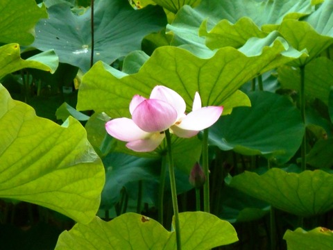 DSCN6196