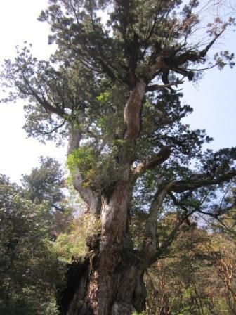 ２０１２年３月屋久島＆九州旅行 003
