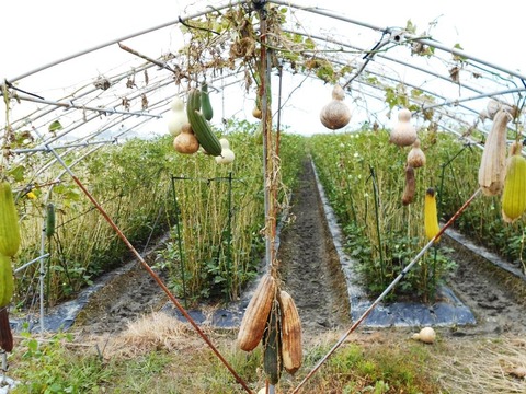 29番への道（畑）