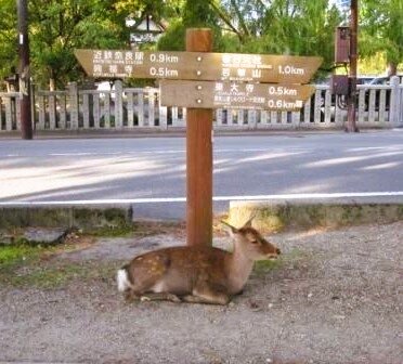 奈良の鹿