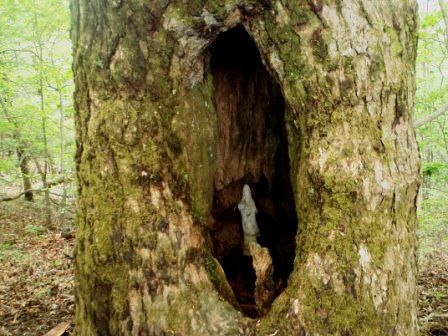 三頭山20150520 007