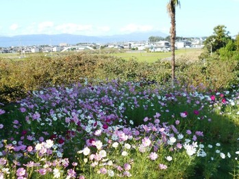 3番への道(コスモス街道)